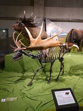 特別展「氷河期展 〜人類が見た4万年前の世界〜」（国立科学博物館）に投稿された画像（2025/10/24）