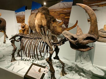特別展「氷河期展 〜人類が見た4万年前の世界〜」（国立科学博物館）に投稿された画像（2025/10/24）