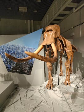 特別展「氷河期展 〜人類が見た4万年前の世界〜」（国立科学博物館）に投稿された画像（2025/10/24）