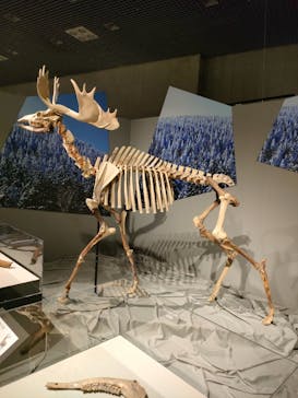 特別展「氷河期展 〜人類が見た4万年前の世界〜」（国立科学博物館）に投稿された画像（2025/10/24）