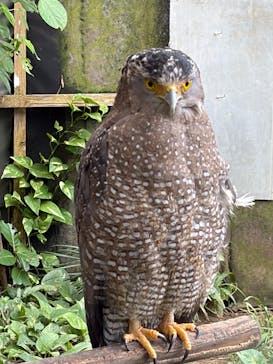 石垣やいま村に投稿された画像（2025/10/24）