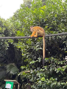 石垣やいま村に投稿された画像（2025/10/24）