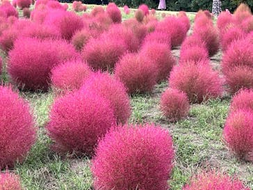 万博記念公園に投稿された画像（2025/10/24）