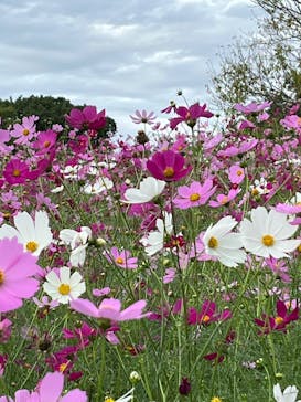 万博記念公園に投稿された画像（2025/10/24）