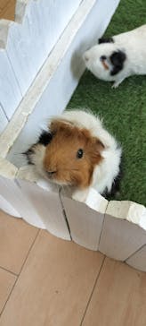 淡路ファームパーク イングランドの丘に投稿された画像（2025/10/24）