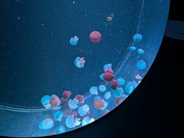 AOAO SAPPOROに投稿された画像（2025/10/24）