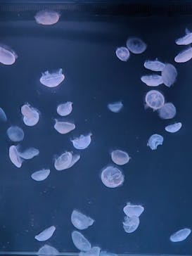 サンシャイン水族館に投稿された画像（2025/10/24）