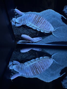 サンシャイン水族館に投稿された画像（2025/10/24）