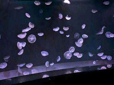 サンシャイン水族館に投稿された画像（2025/10/24）