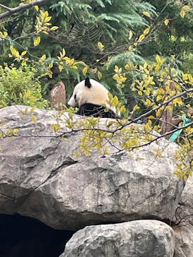恩賜上野動物園に投稿された画像（2025/10/24）