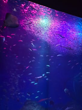アクアワールド茨城県大洗水族館に投稿された画像（2025/10/25）