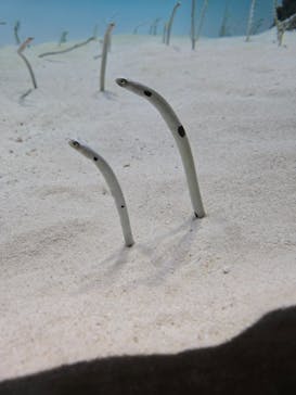 アクアワールド茨城県大洗水族館に投稿された画像（2025/10/25）