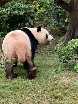 恩賜上野動物園に投稿された画像（2025/10/25）