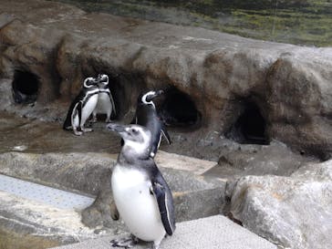 しながわ水族館に投稿された画像（2025/10/25）