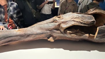 正倉院 THE SHOW ―感じる。いま、ここにある奇跡―　@上野の森美術館に投稿された画像（2025/10/25）