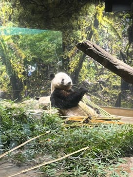 恩賜上野動物園に投稿された画像（2025/10/25）