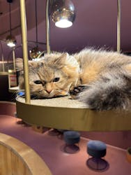 猫カフェモカ 名古屋栄店に投稿された画像（2025/10/25）