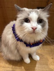 猫カフェモカ 名古屋栄店に投稿された画像（2025/10/25）