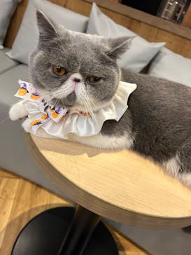 猫カフェモカ 名古屋栄店に投稿された画像（2025/10/25）