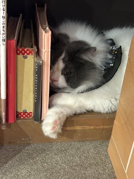 猫カフェモカ 名古屋栄店に投稿された画像（2025/10/25）