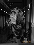 福井県立恐竜博物館に投稿された画像（2025/10/25）
