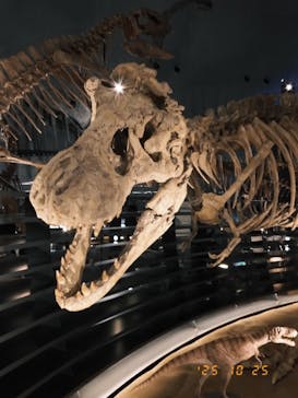 福井県立恐竜博物館に投稿された画像（2025/10/25）