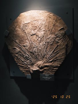 福井県立恐竜博物館に投稿された画像（2025/10/25）