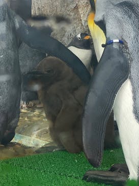 仙台うみの杜水族館に投稿された画像（2025/10/25）