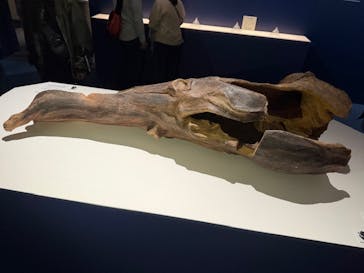 正倉院 THE SHOW ―感じる。いま、ここにある奇跡―　@上野の森美術館に投稿された画像（2025/10/25）