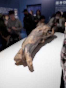 正倉院 THE SHOW ―感じる。いま、ここにある奇跡―　@上野の森美術館に投稿された画像（2025/10/25）