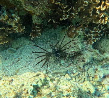 武藤潜水に投稿された画像（2025/10/25）