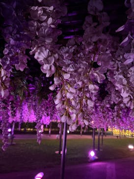 東京メガイルミに投稿された画像（2025/10/25）