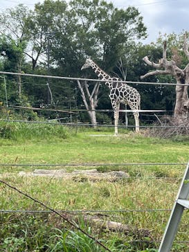 天王寺動物園に投稿された画像（2025/10/25）
