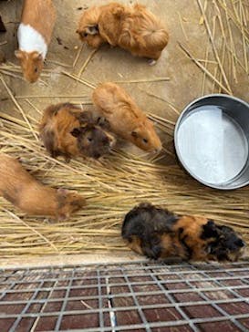 しろとり動物園に投稿された画像（2025/10/25）