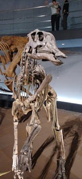 福井県立恐竜博物館に投稿された画像（2025/10/25）