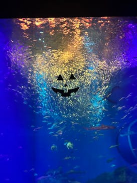 アクアワールド茨城県大洗水族館に投稿された画像（2025/10/25）