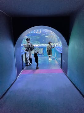 しながわ水族館に投稿された画像（2025/10/25）