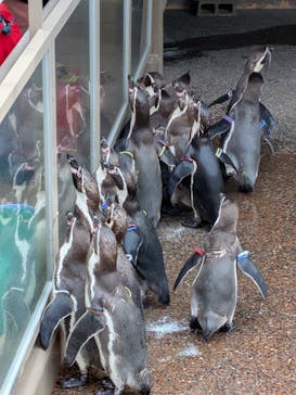 アクアワールド茨城県大洗水族館に投稿された画像（2025/10/25）