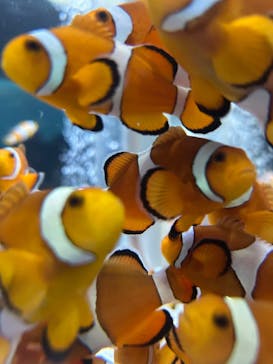 鴨川シーワールドに投稿された画像（2025/10/25）