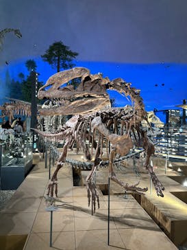 福井県立恐竜博物館に投稿された画像（2025/10/25）