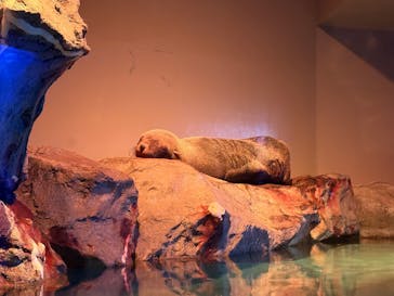 マクセル アクアパーク品川に投稿された画像（2025/10/25）