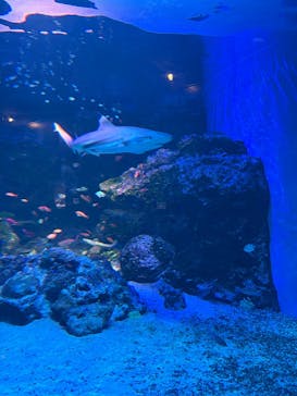 マクセル アクアパーク品川に投稿された画像（2025/10/25）