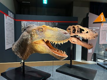 福井県立恐竜博物館に投稿された画像（2025/10/25）