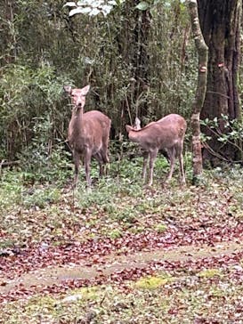 箱根芦ノ湖セグウェイツアーに投稿された画像（2025/10/25）