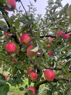 果実の里 原田農園に投稿された画像（2025/10/25）