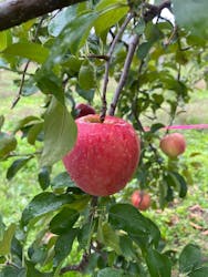 果実の里 原田農園に投稿された画像（2025/10/25）