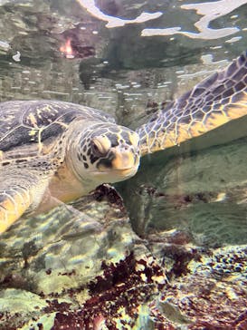 九十九島水族館海きららに投稿された画像（2025/10/25）