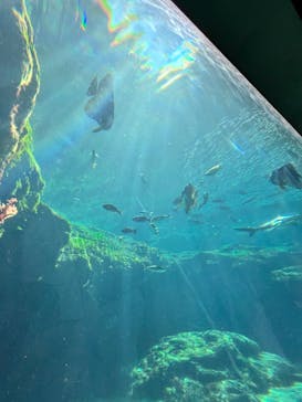 九十九島水族館海きららに投稿された画像（2025/10/25）