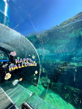 九十九島水族館海きららに投稿された画像（2025/10/25）