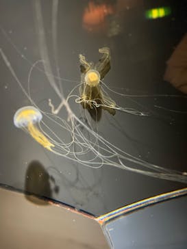 九十九島水族館海きららに投稿された画像（2025/10/25）